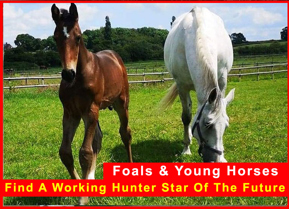 Working Hunter Foals